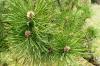Pinus mugo